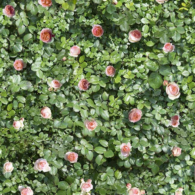 Limpha Coral Rose 120×278 6мм Matt