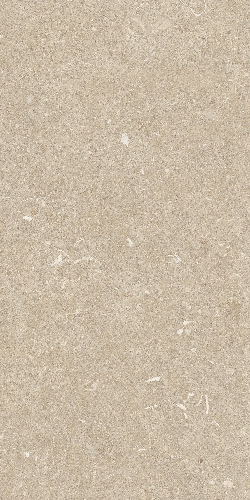 Arena Conchiglia 30x60