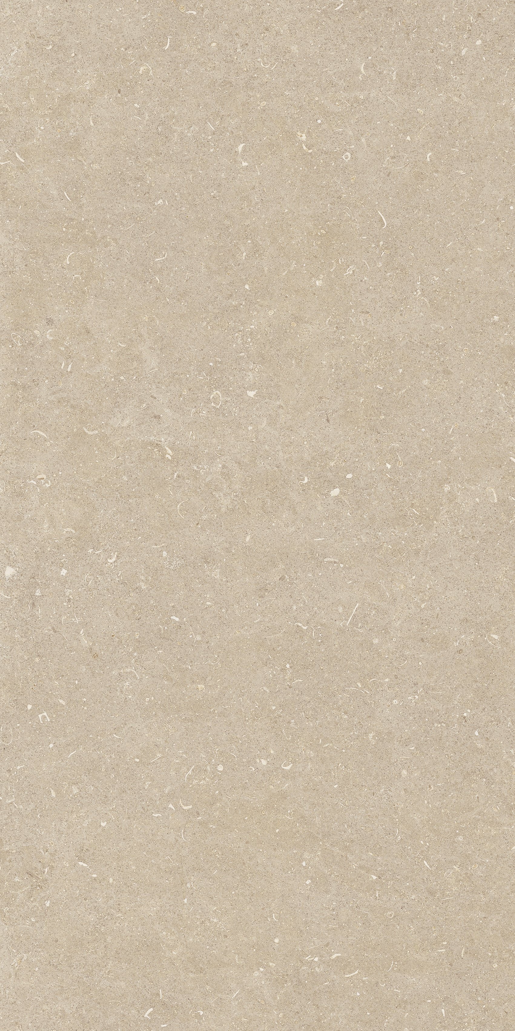 Arena Conchiglia 60x120