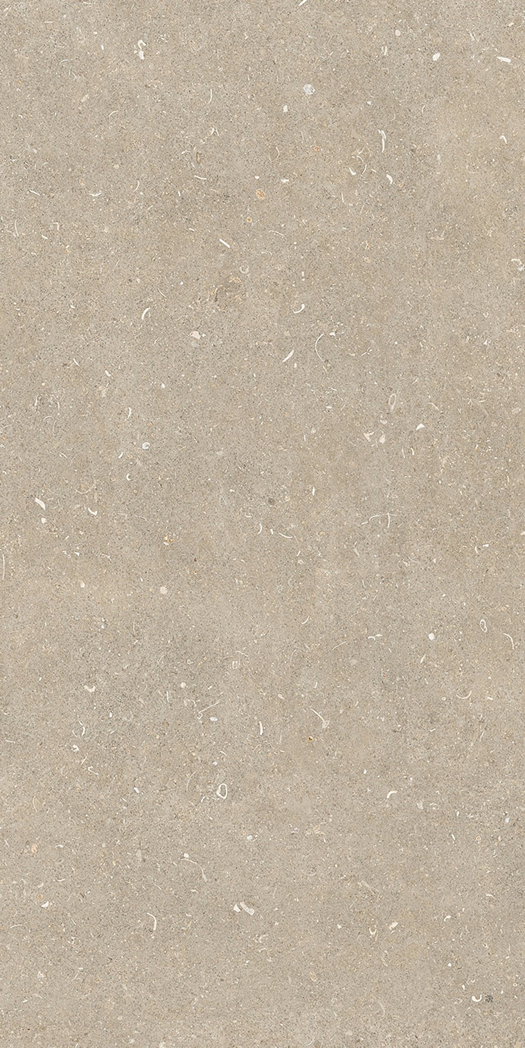 Arena Conchiglia 60x120