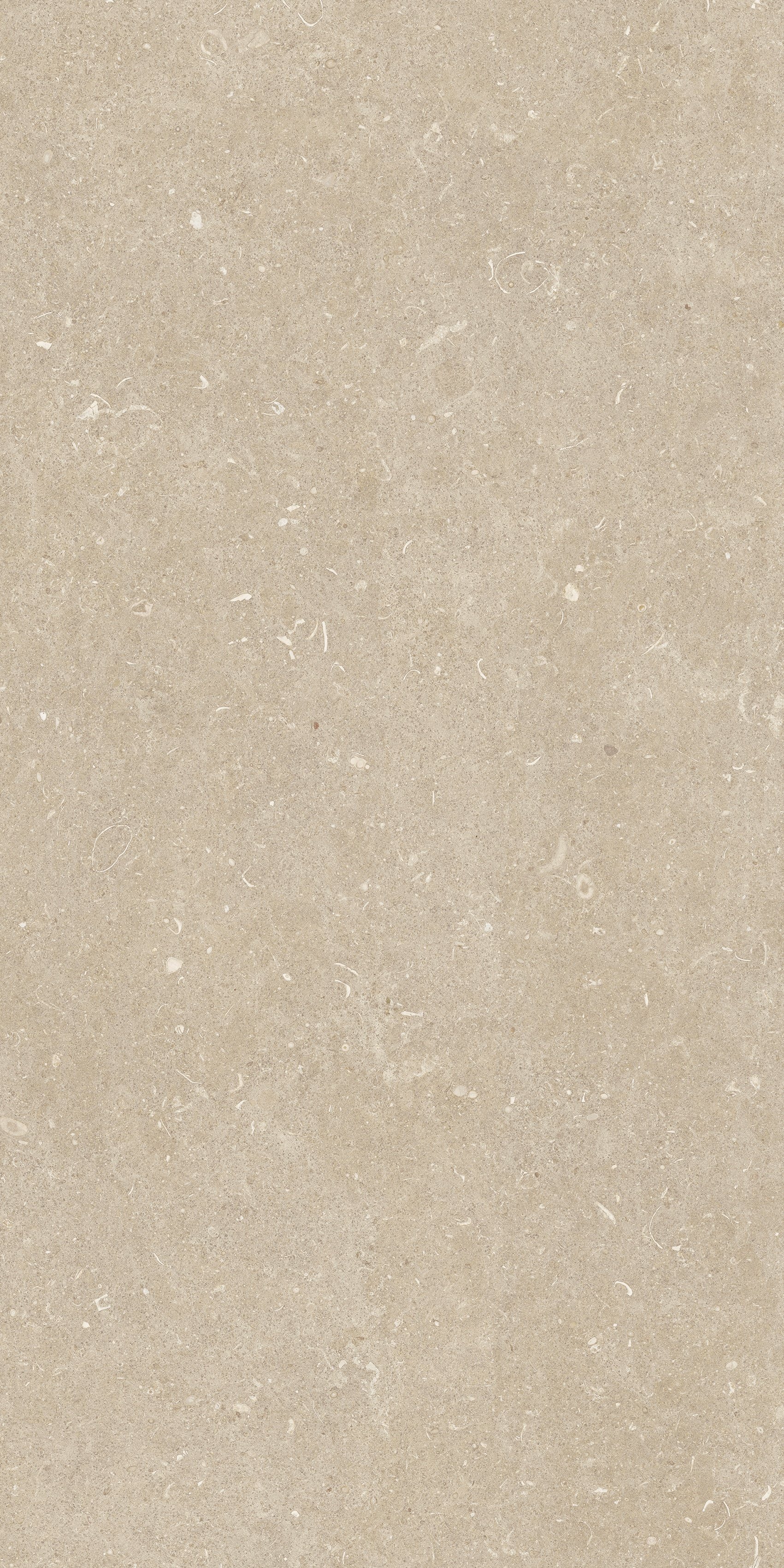 Arena Conchiglia 60x120