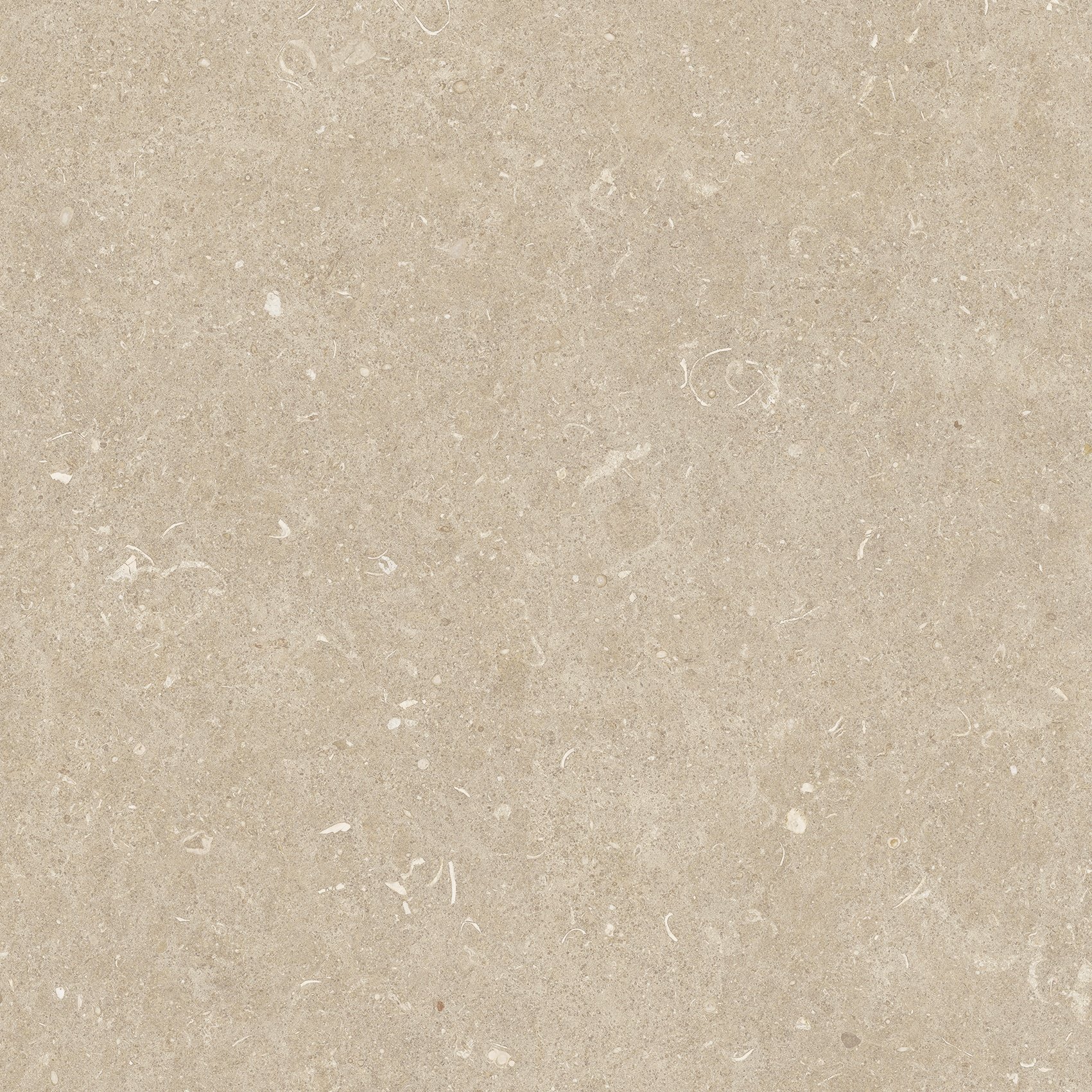 Arena Conchiglia 60x60