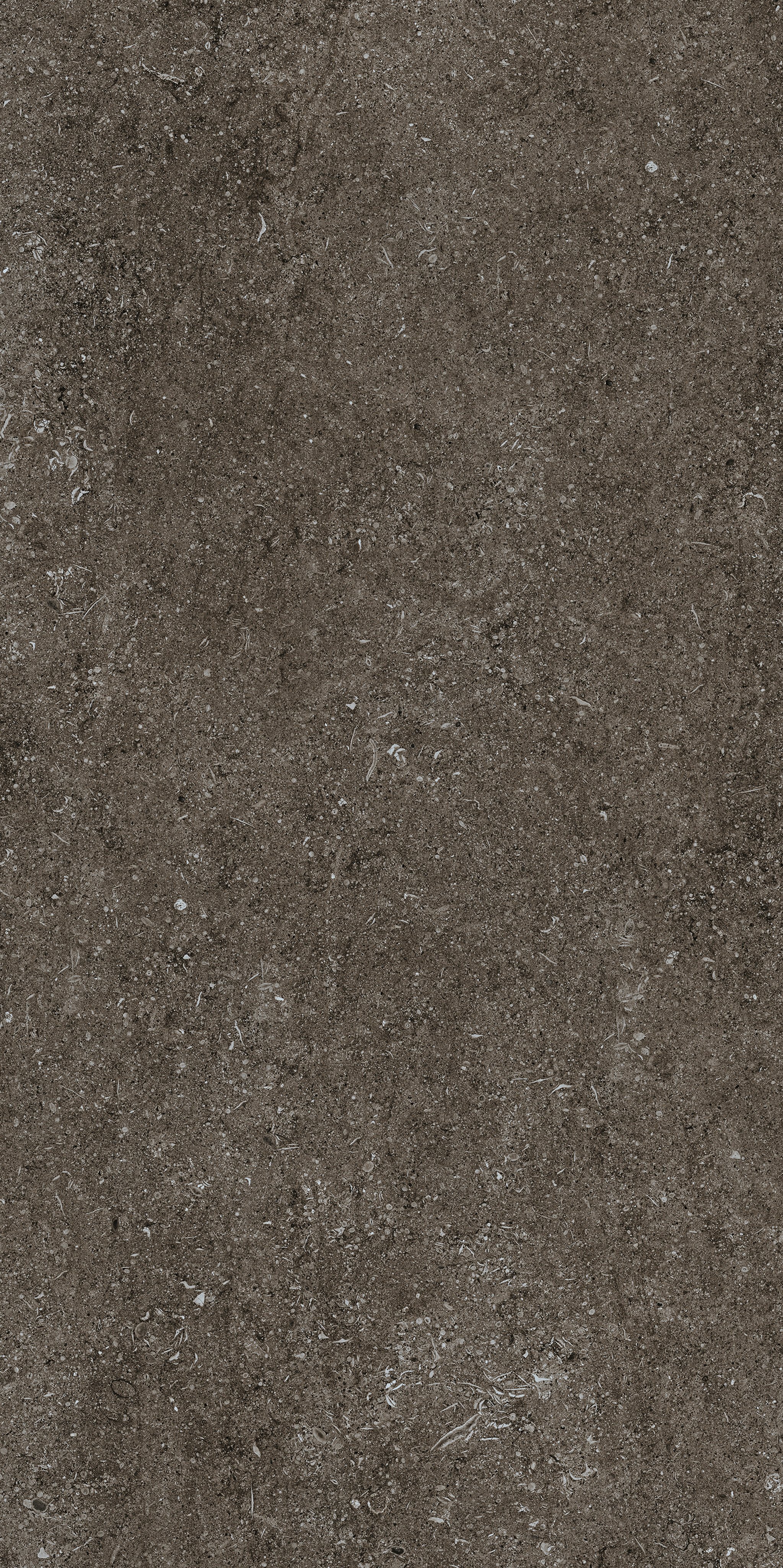 Brown Fossil 60x120