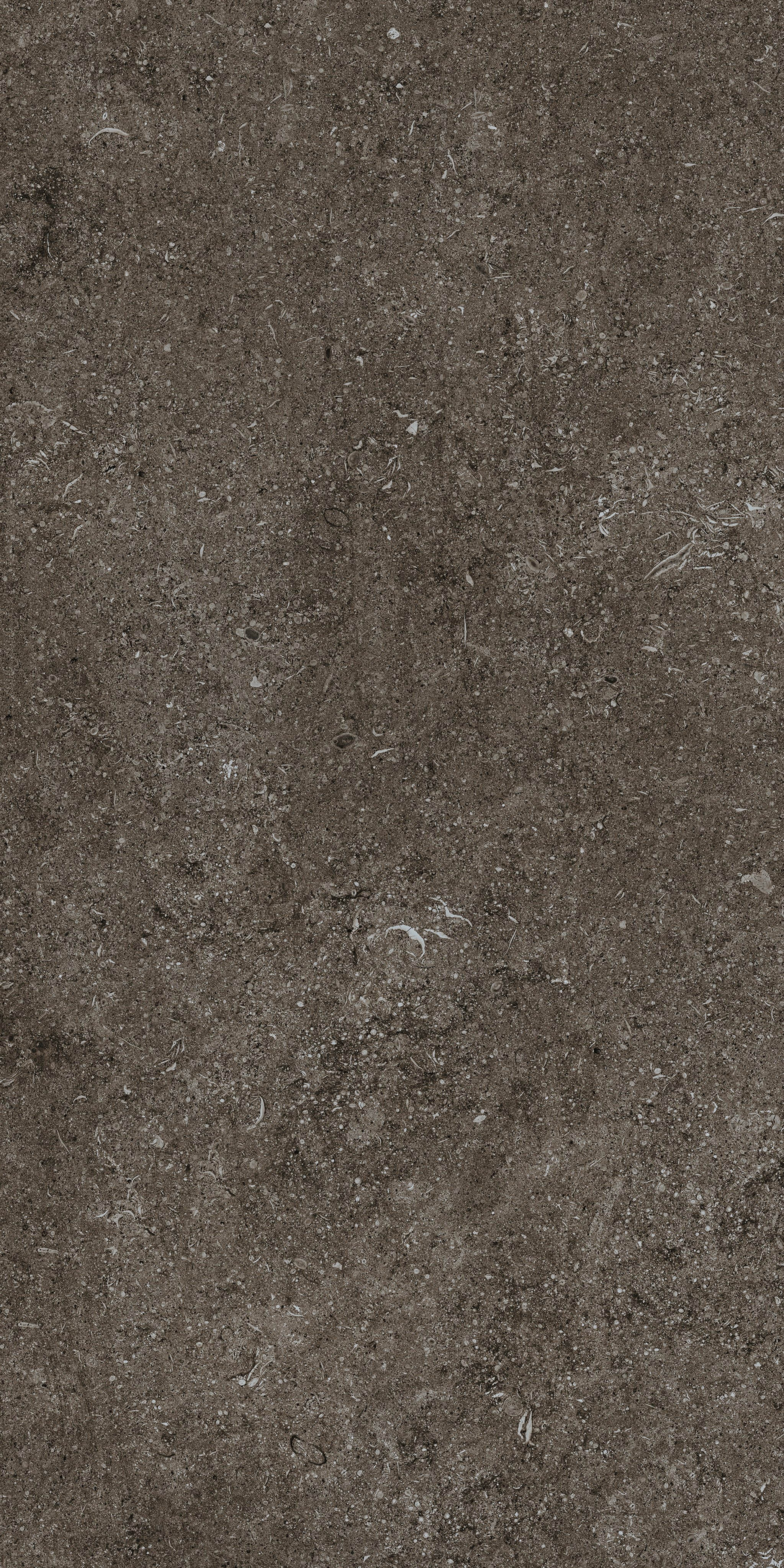 Brown Fossil 60x120