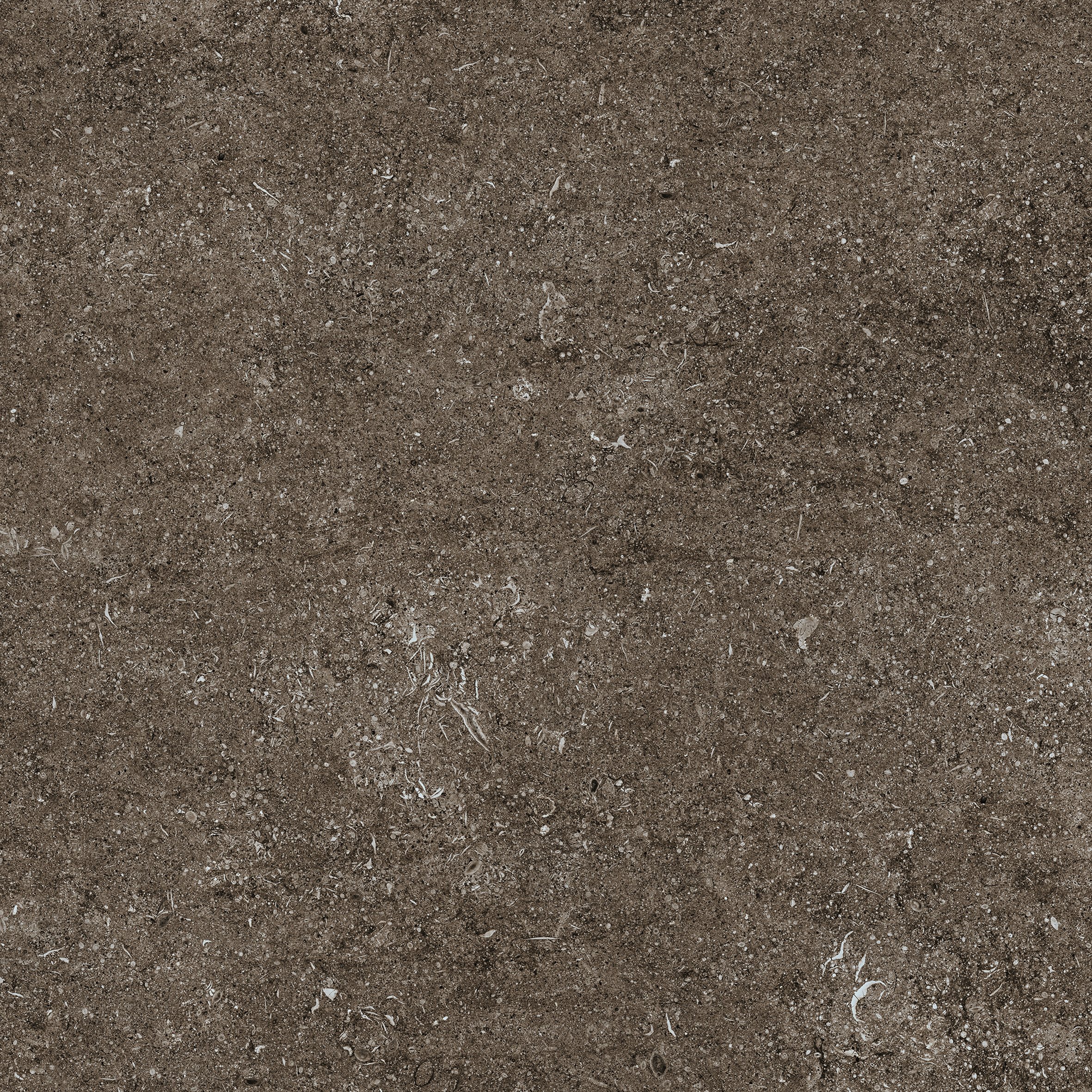 Brown Fossil 80x80