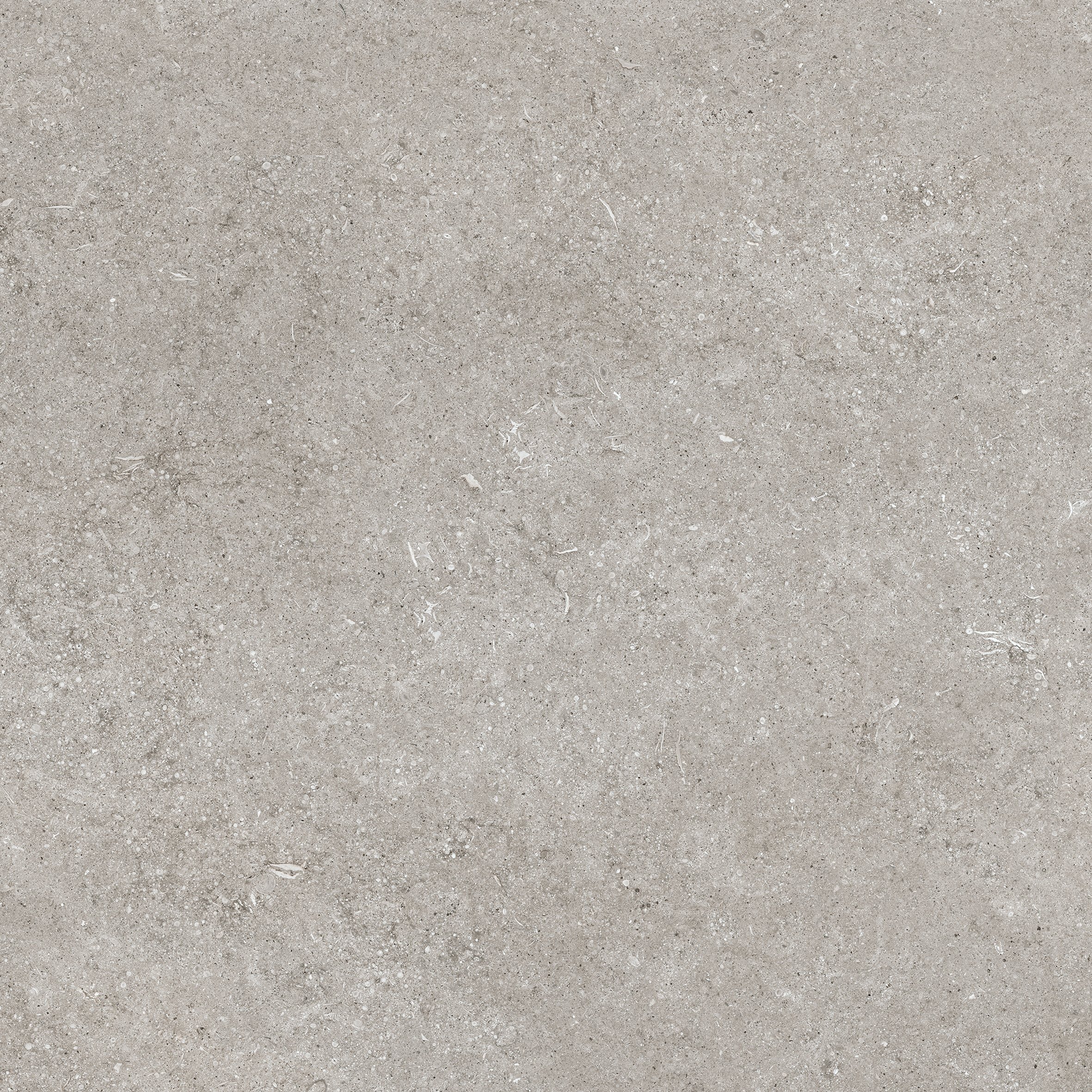Grey Fossil 80x80