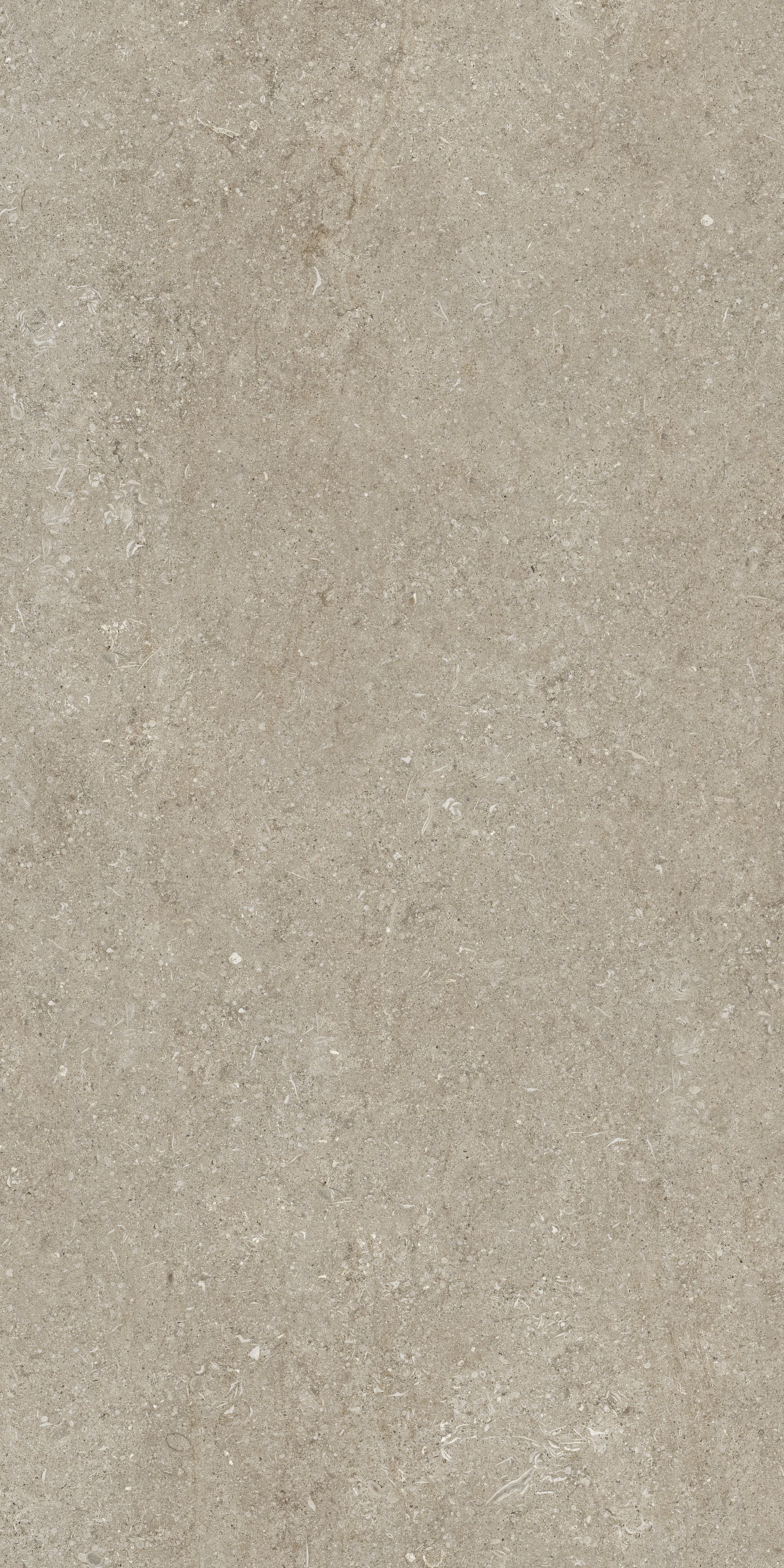 Ivory Fossil 60x120