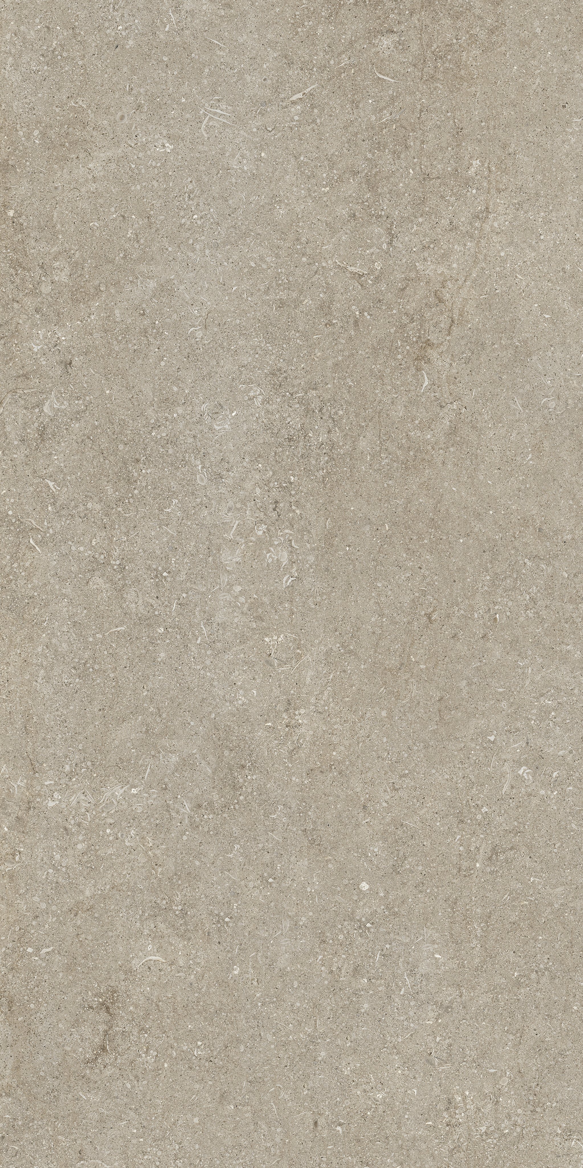 Ivory Fossil 60x120