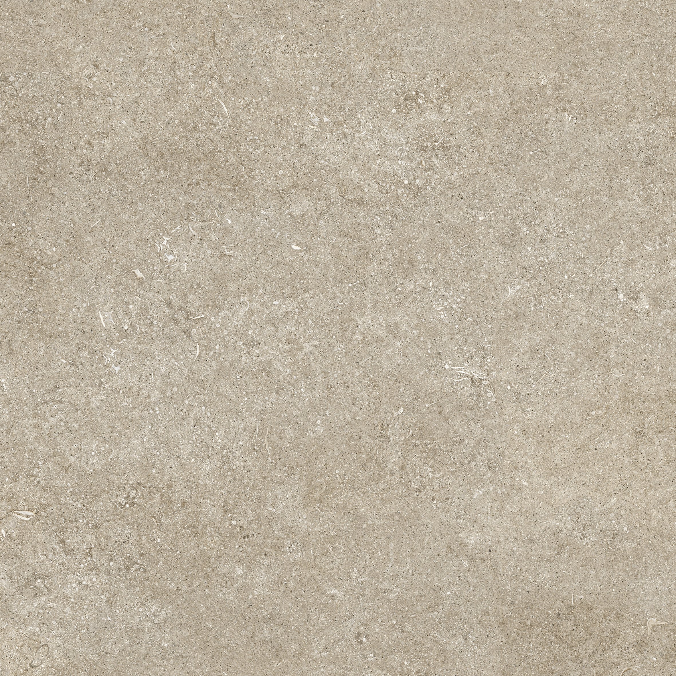 Ivory Fossil 80x80