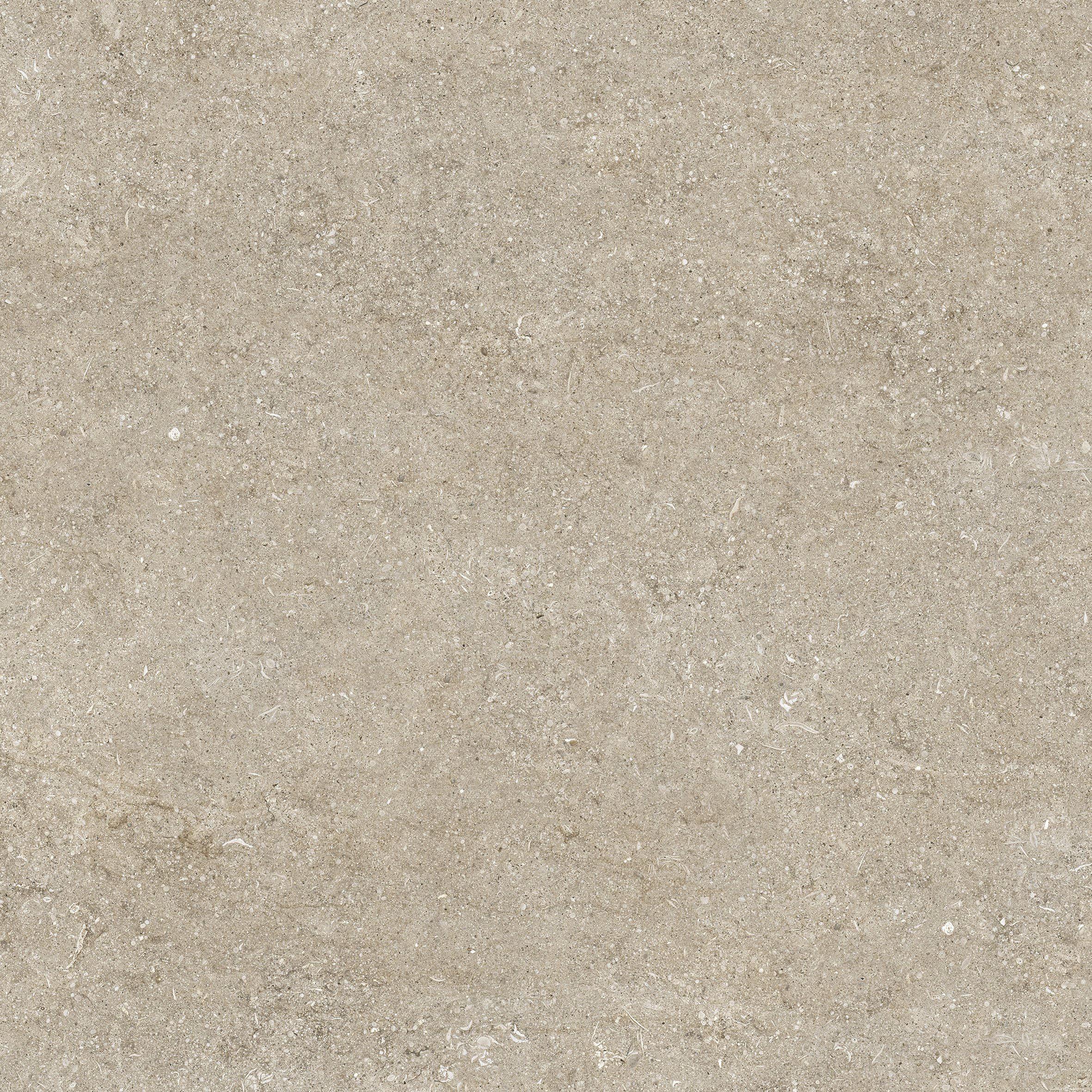 Ivory Fossil 80x80