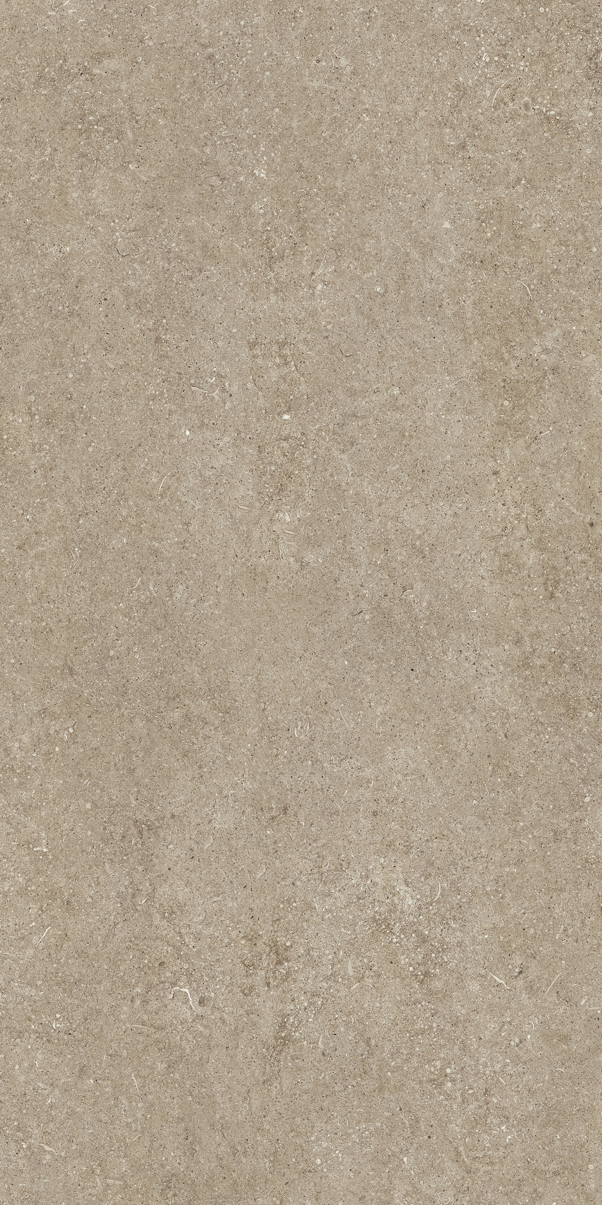 Taupe Fossil 60x120