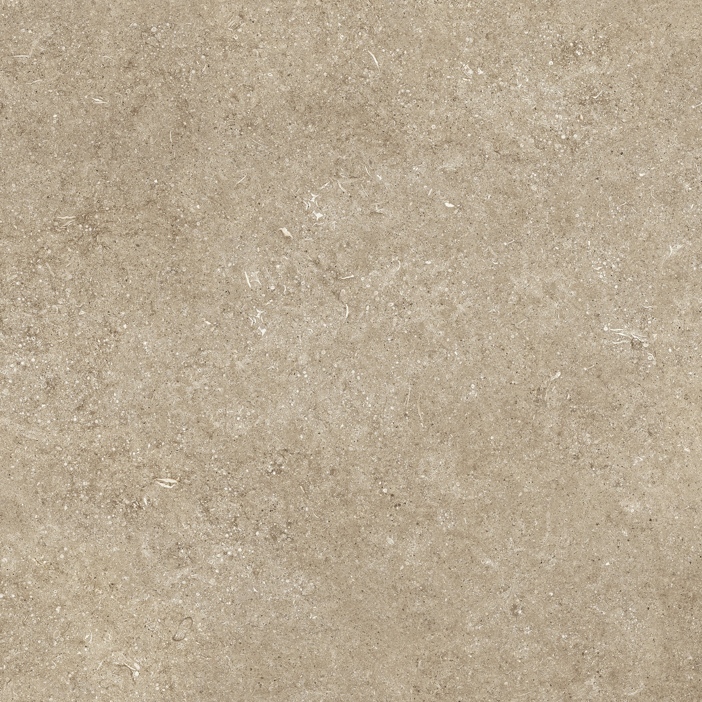 Taupe Fossil 80x80