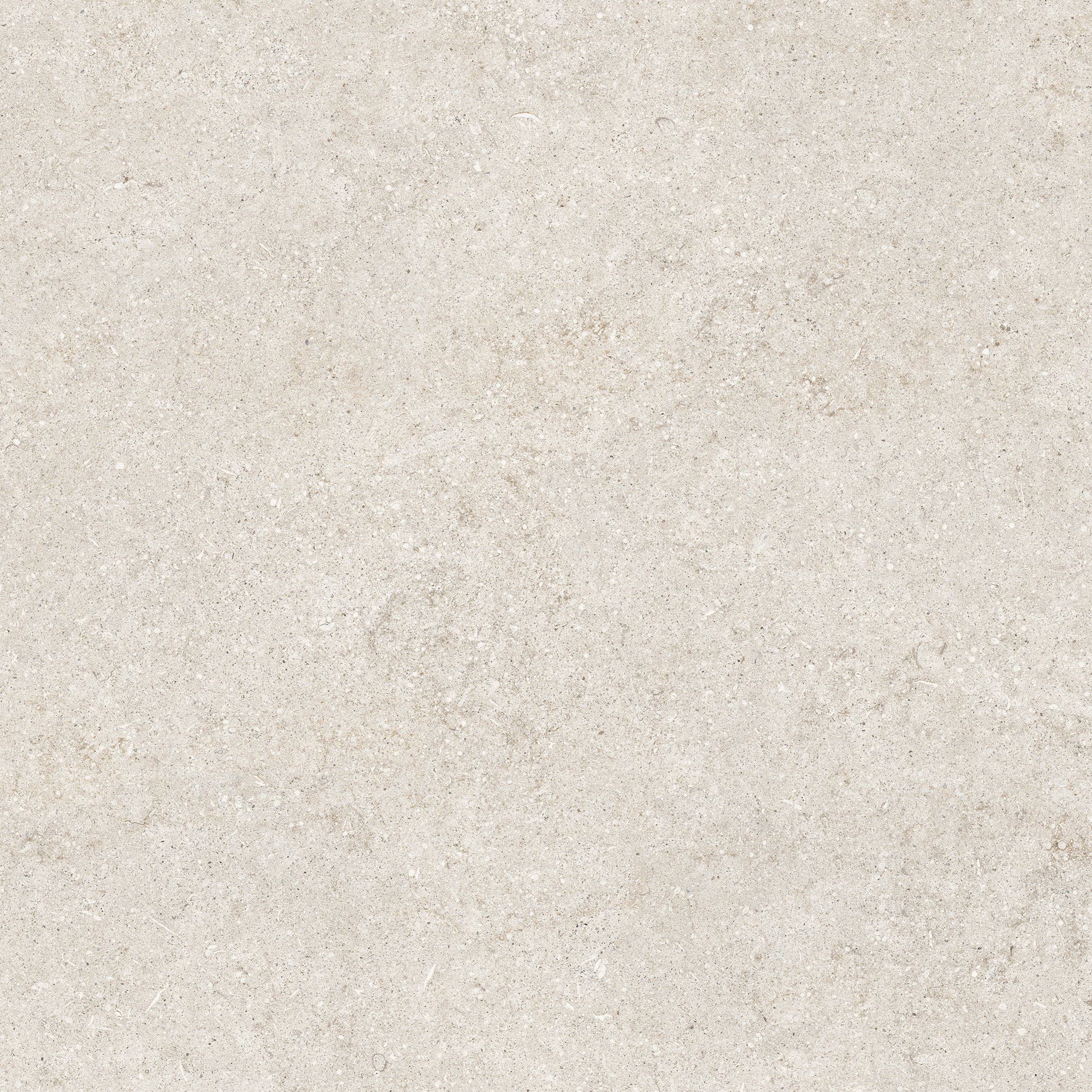 White Fossil 80x80